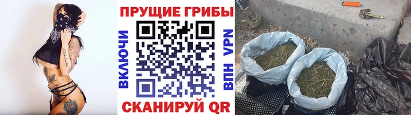 Псилоцибиновые грибы GOLDEN TEACHER Новомичуринск